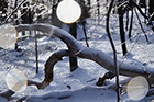 click for large file
